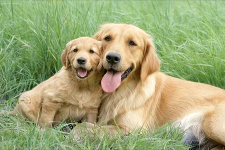 Retriever & Pup on Grass DP549