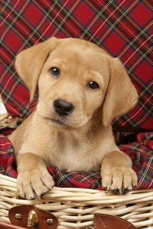 Lab Pup in Basket on Tartan DP559