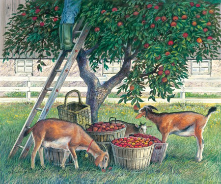 RURL009 Apple Lovers – Goats