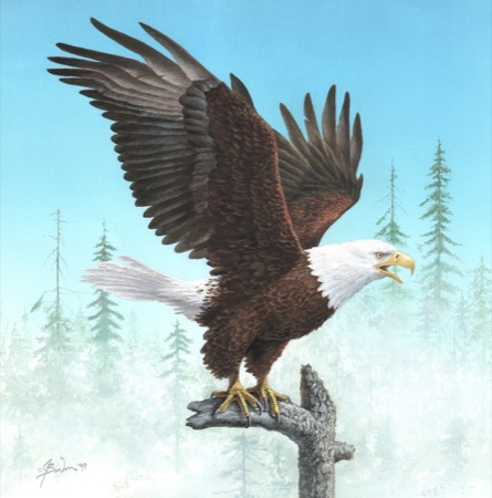 Bald Eagle displaying wings