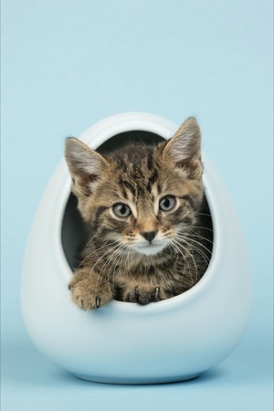 Cat in Egg CK317