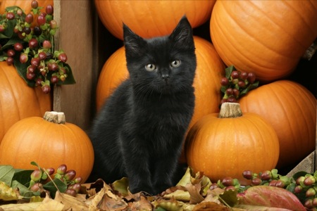 Kit and Pumpkins CK318