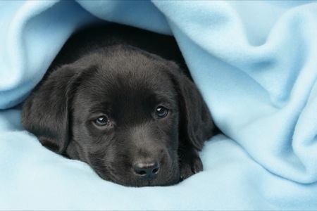 Black Pup Under Blue Blanket DP370