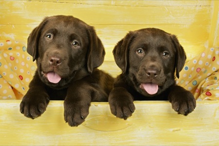 Two Brown Pups in Yellow Drawer DP413