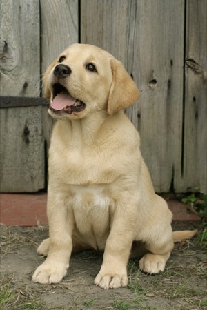 Lab Pup by Shed DP420