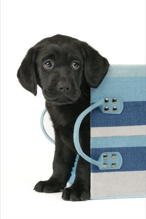 Black Pup in Blue Striped Bag DP447