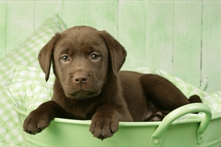 Brown Lab in Green Bucket DP542