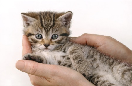 kitten in hands CK150