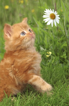 Ginger kitten on grass CK164