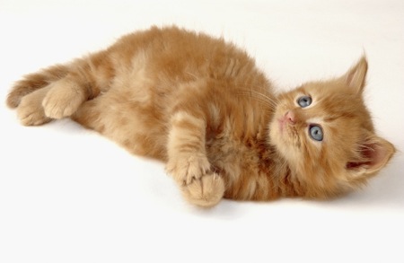 Ginger kitten laying down CK186