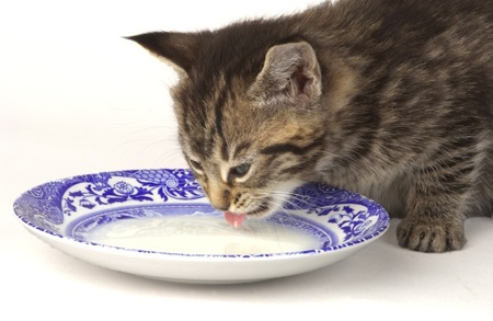 Kitten drinking milk CK191