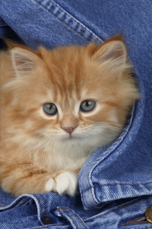 Ginger kitten in denim CK209