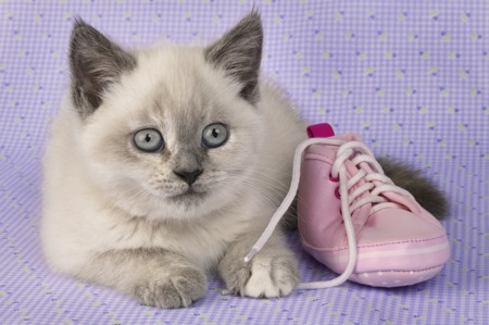 White kitten with pink shoe CK225