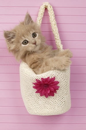 Kitten in floral bag on wall CK229