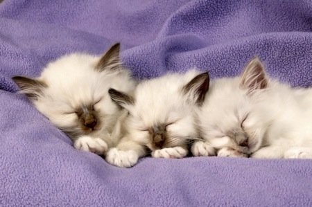 3 kittens sleeping CK259