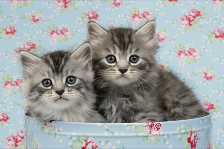 Two kittens in floral box CK336