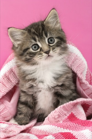 Kitten in pink blanket CK338