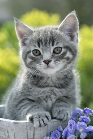 Grey kitten in wooden bucket CK342