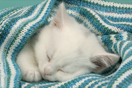 White kitten sleeping under stripey blanket CK343