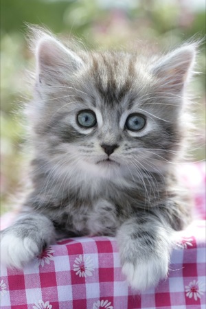 Grey kitten on pink gingham CK351