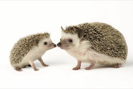 Two Hedgehogs WL507