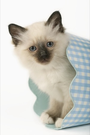 White kitten in blue gingham bin CK356