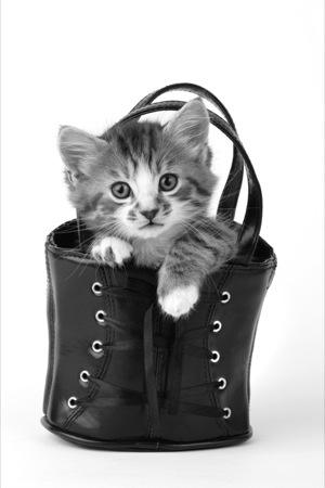 B/W kitten in black bag CK367