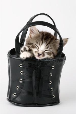 Kitten in black bag CK368