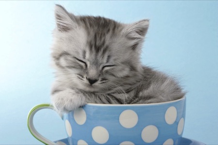 Grey kitten in blue spotted cup CK377