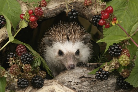 Hedgehog and blackberries WL502