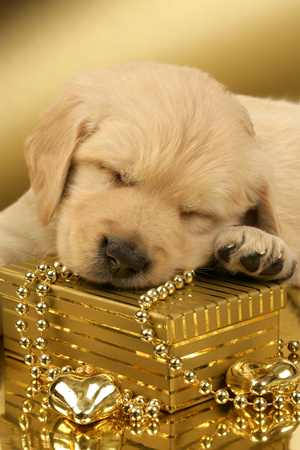 Sleeping Lab Pup on Gold Box C554