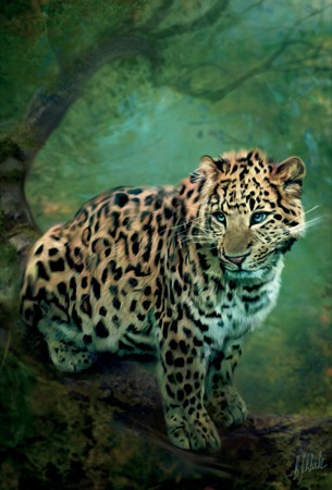 Leopard