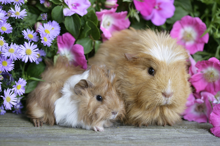 2 Guinea Pigs GP106