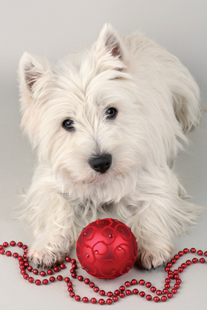 Dog with Christmas Ball C570