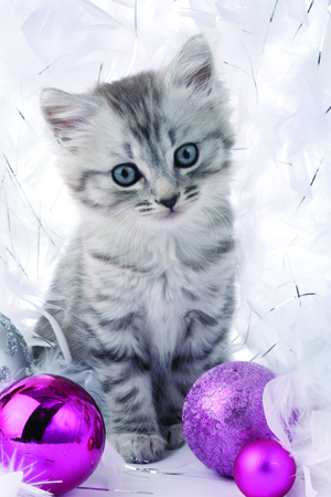 Cat with Christmas Balls C568