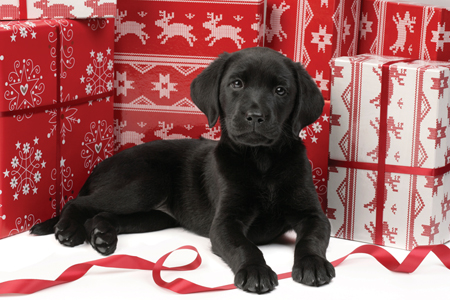 Black Lab with Boxes C550