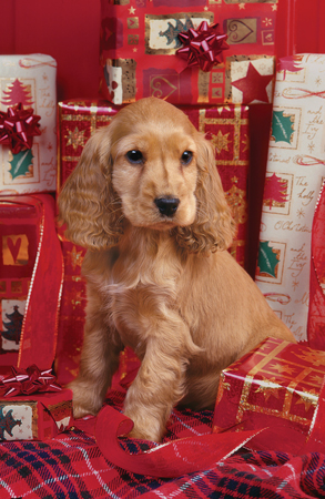 141670 Cocker Spaniel with Presents A218