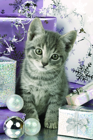 Cat with Purple Presents C524