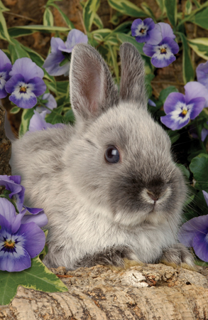 Rabbit in Purple Flowers A270