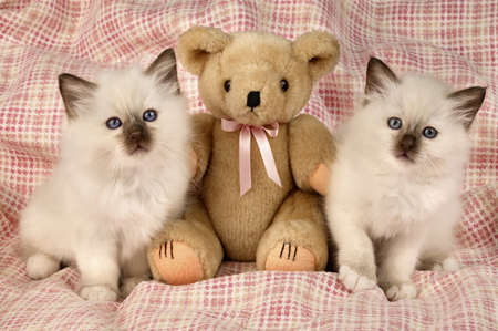 Two Cats & Teddy Bear CK258