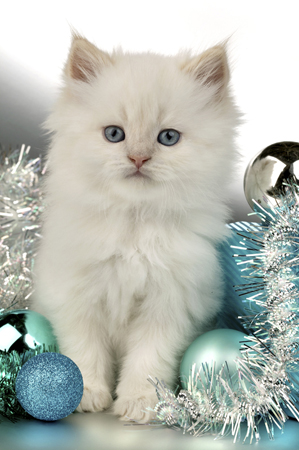 White Cat with Blue Balls C525