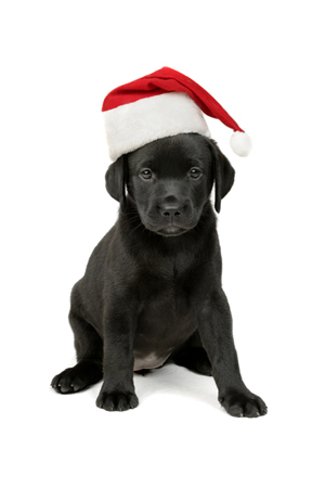 Black Lab with Hat C527