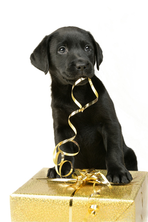 Black Lab with Gold Ribbon C528