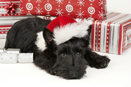 Black Terrier & Hat C535