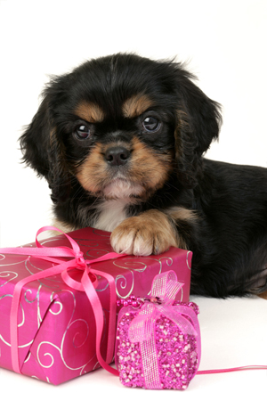 Puppy with Pink Present C539