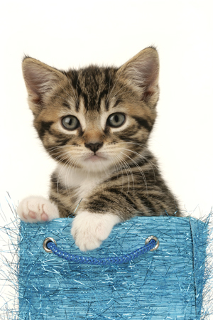 Cat in Blue Bag C544