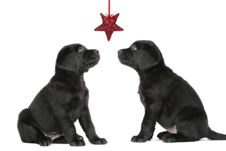 Two Dogs with Tinsel Star C548