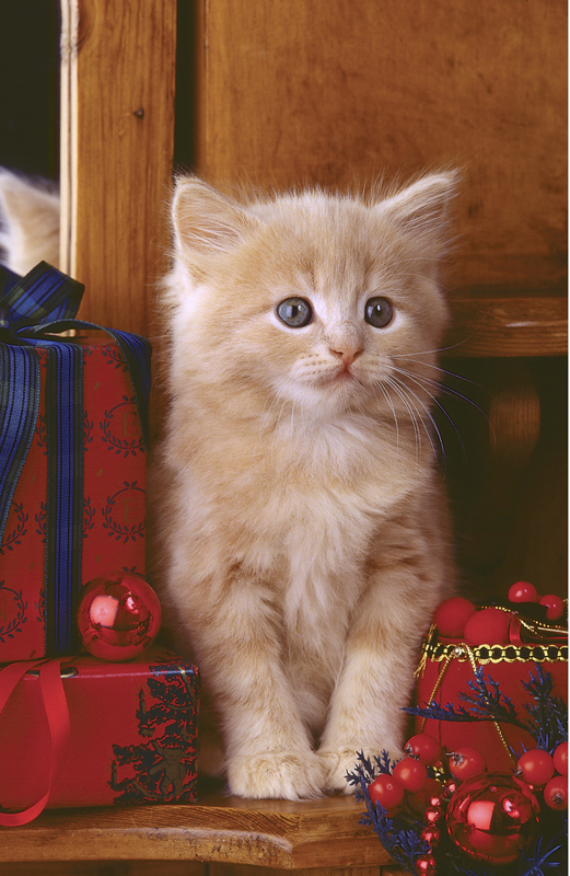 Ginger Cat with Presents A234