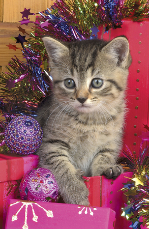 Cat with Pink Presents A210