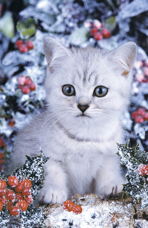 White Cat in Snow A167